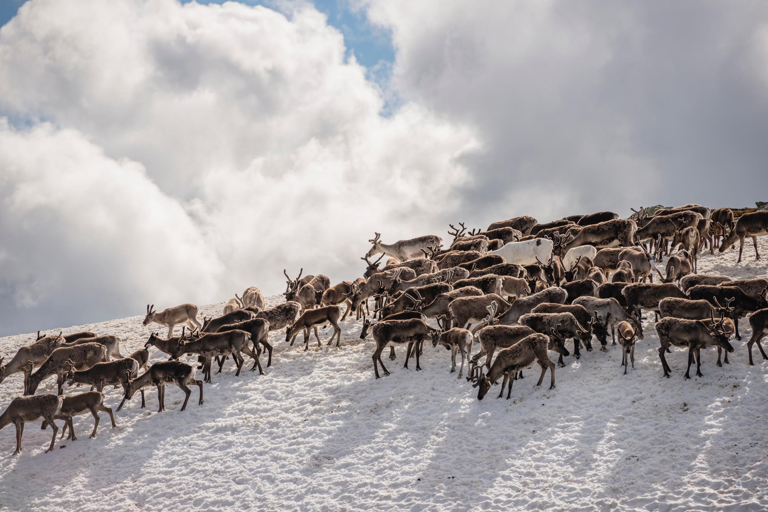 Reindeer A heard of reindeer on a snowy mountain, a clouded sky in the background.